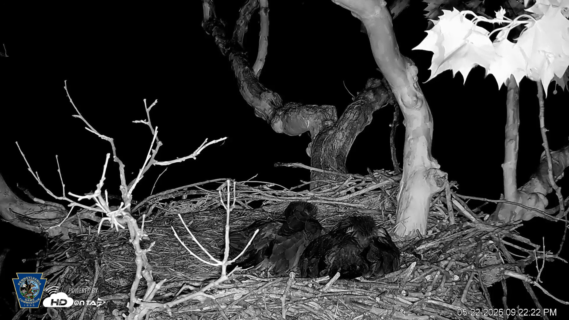Snapshot of PA Farm Country Eagles Live Cams taken May 22, 2026, 9:23pm EDT