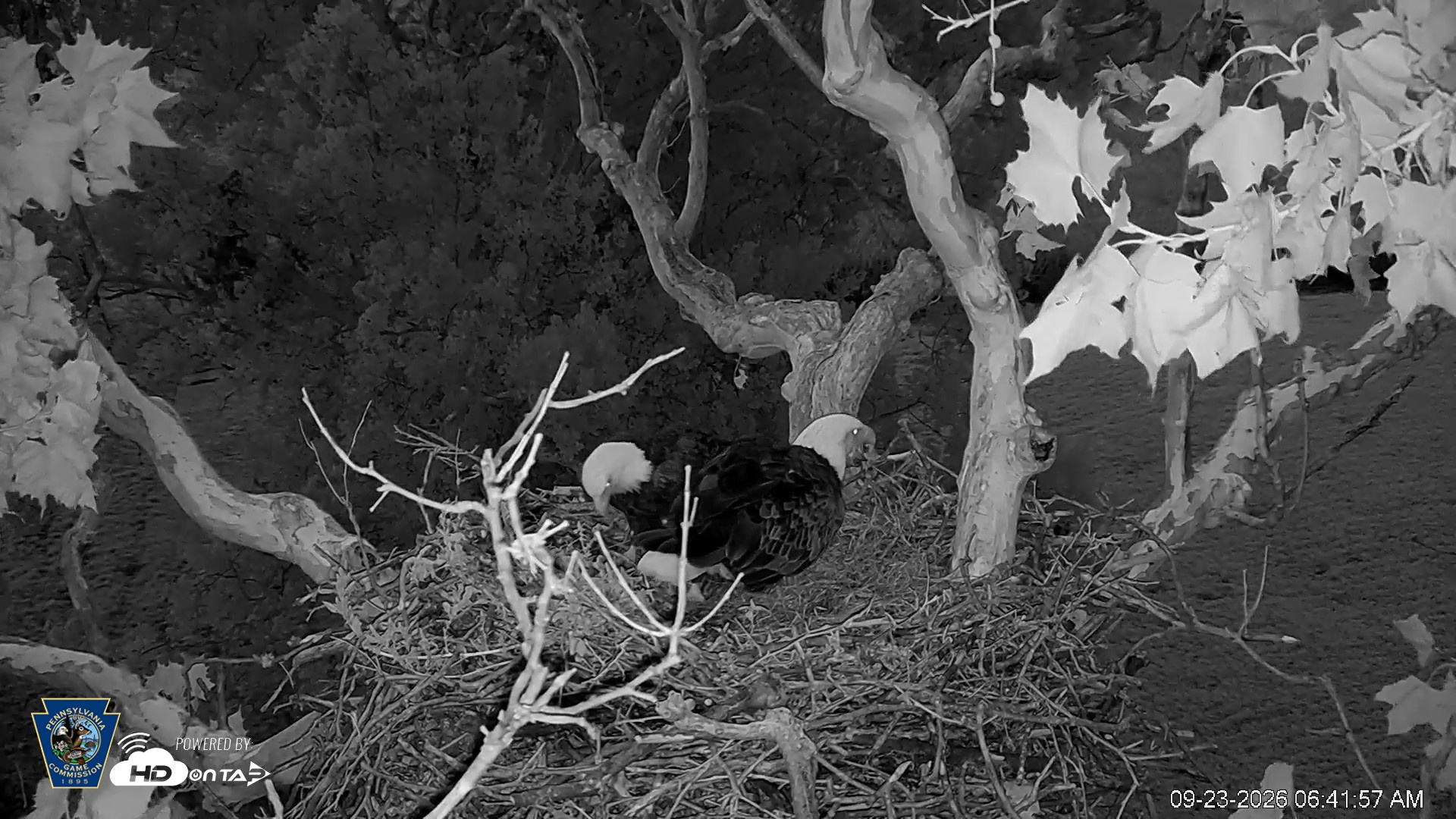 Snapshot of PA Farm Country Eagles Live Cams taken Sep 23, 2026, 6:42am EDT