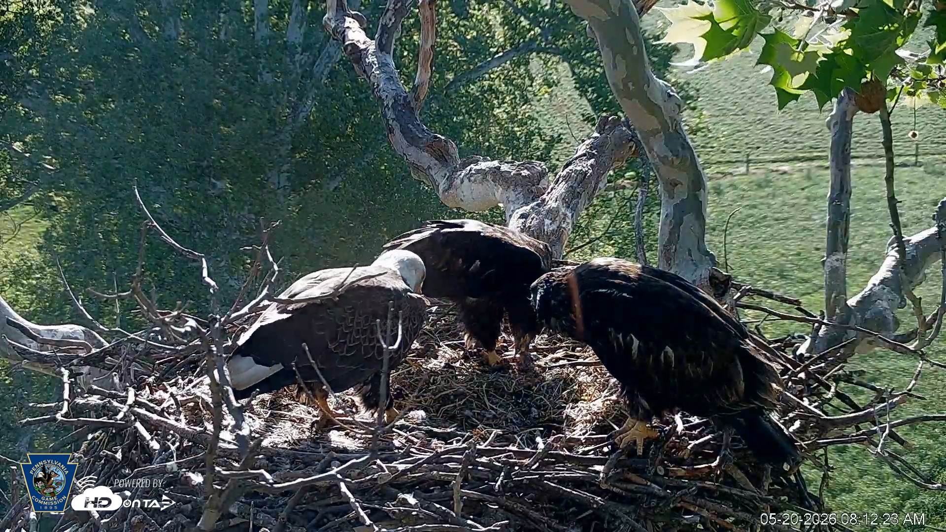 Snapshot of PA Farm Country Eagles Live Cams taken May 20, 2026, 8:13am EDT