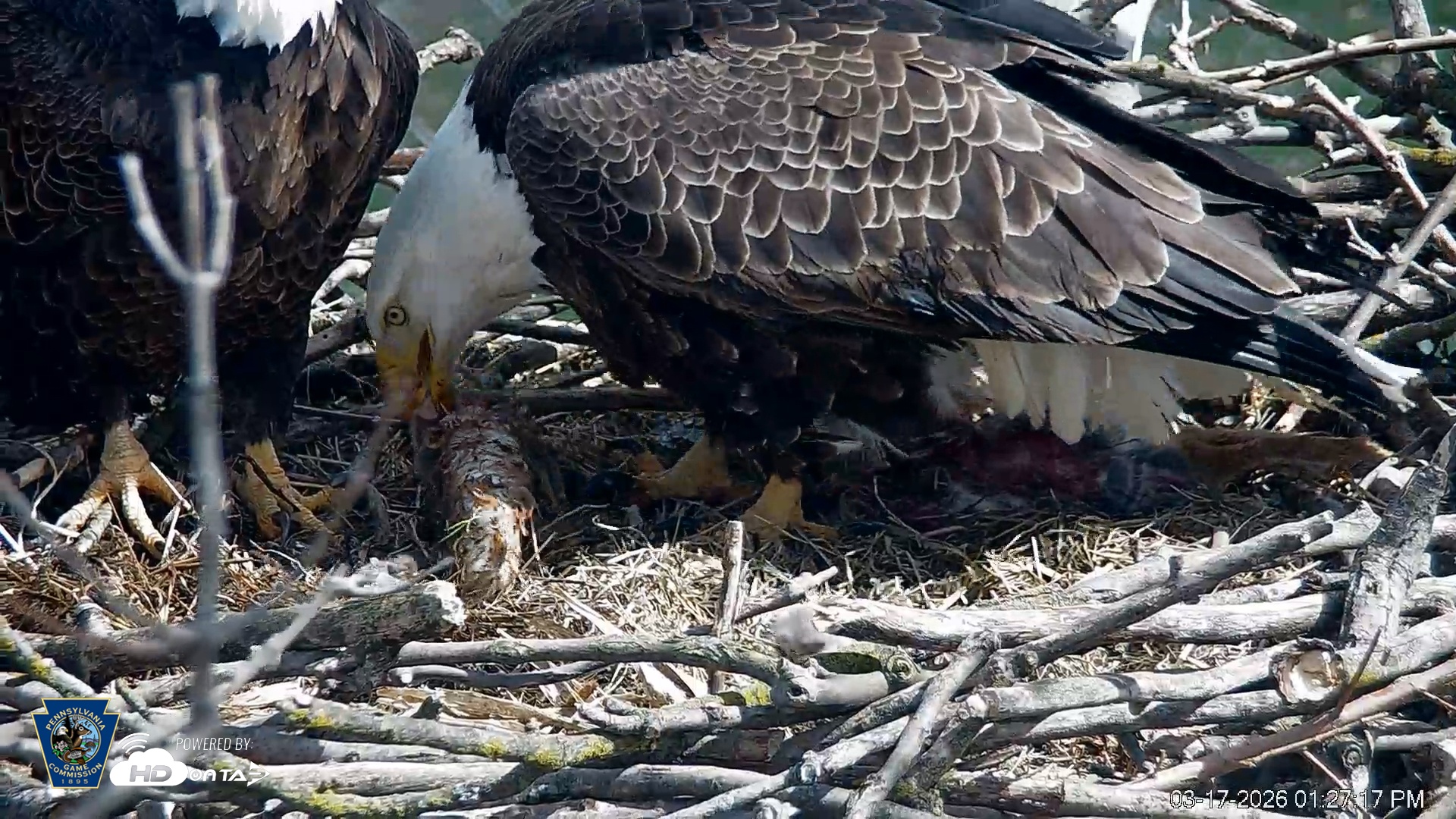 Snapshot of PA Farm Country Eagles Live Cams taken Mar 17, 2026, 1:28pm EDT