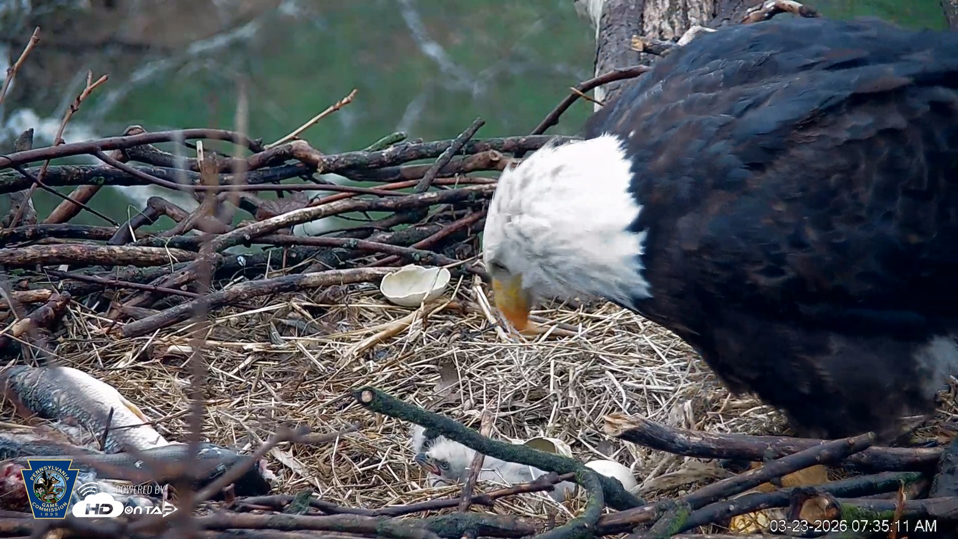 Snapshot of PA Farm Country Eagles Live Cams taken Mar 23, 2026, 7:36am EDT