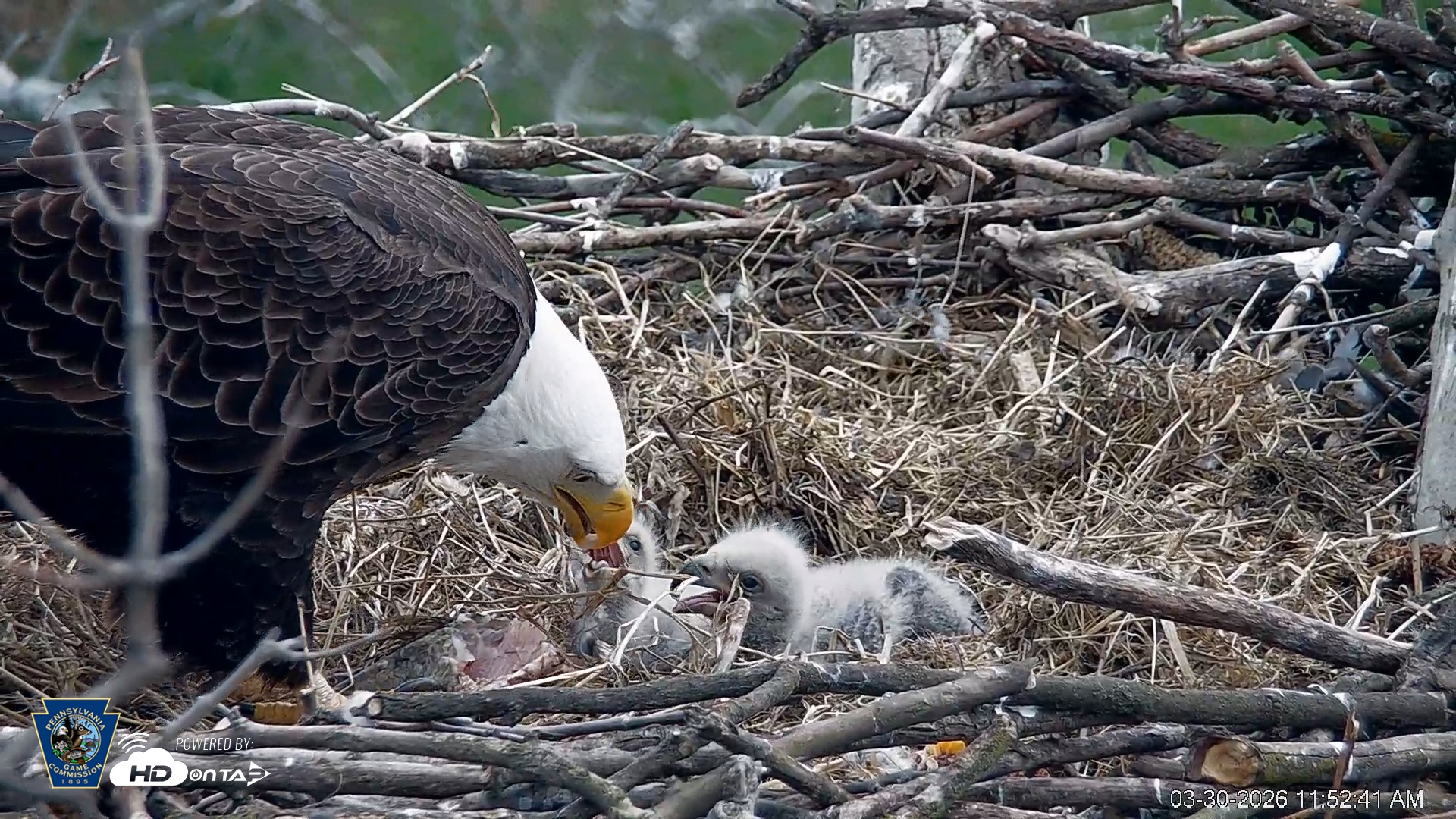 Snapshot of PA Farm Country Eagles Live Cams taken Mar 30, 2026, 11:53am EDT