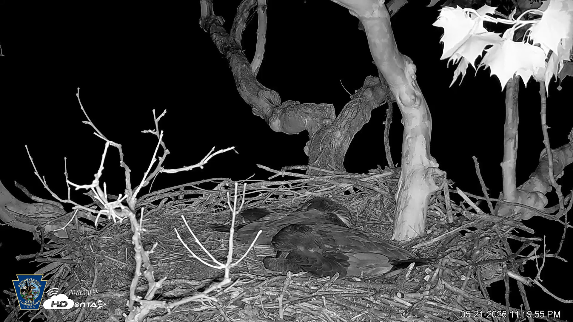 Snapshot of PA Farm Country Eagles Live Cams taken May 21, 2026, 11:20pm EDT