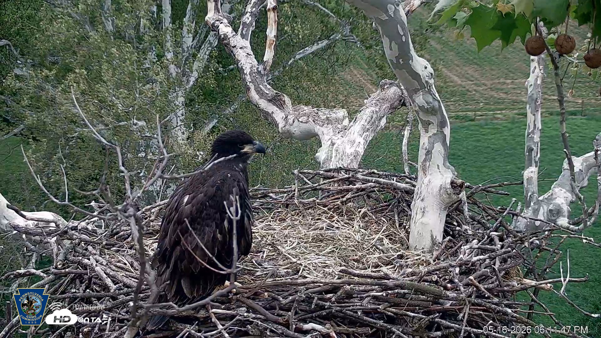 Snapshot of PA Farm Country Eagles Live Cams taken May 16, 2026, 6:13pm EDT