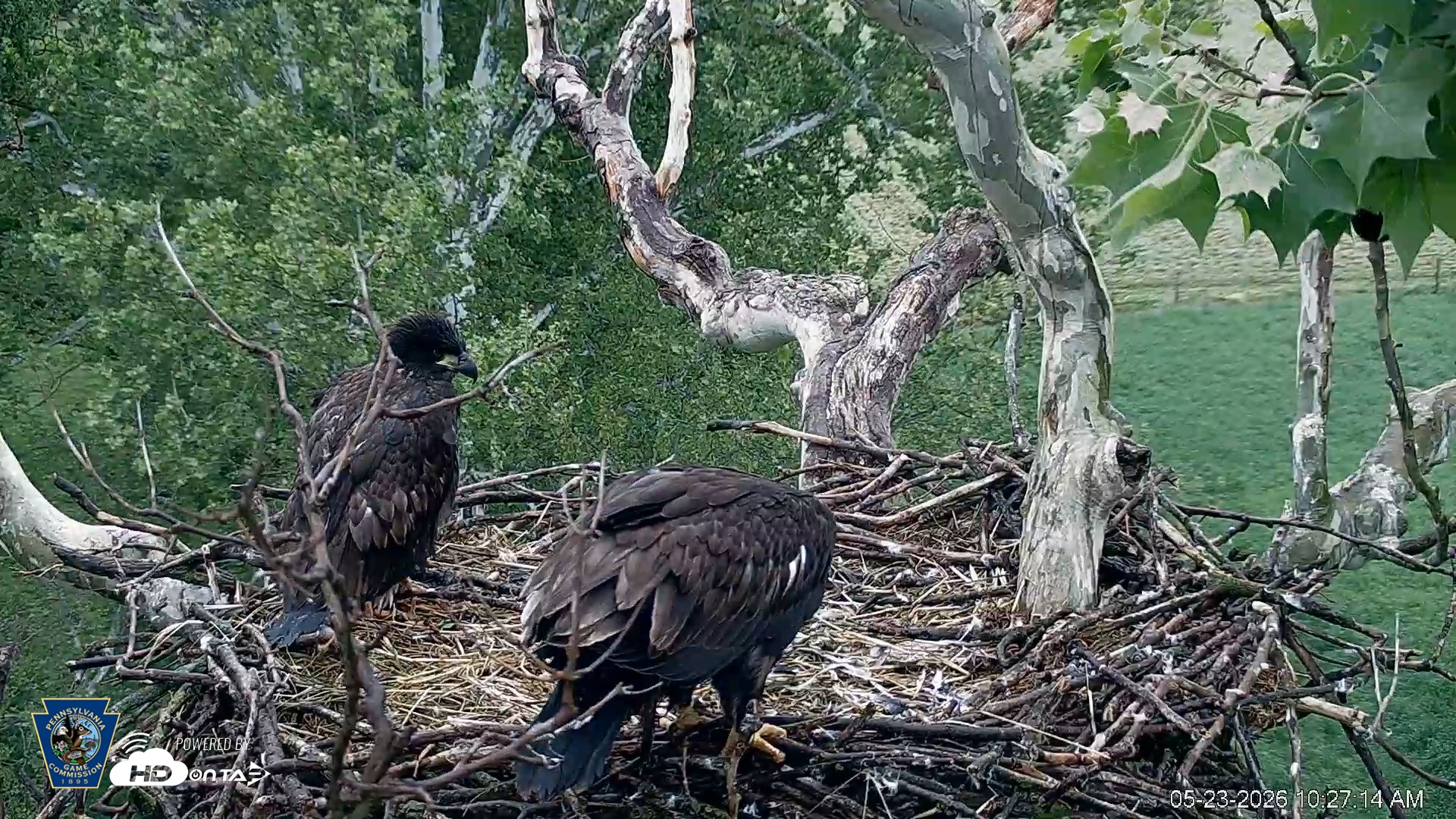 Snapshot of PA Farm Country Eagles Live Cams taken May 23, 2026, 10:28am EDT