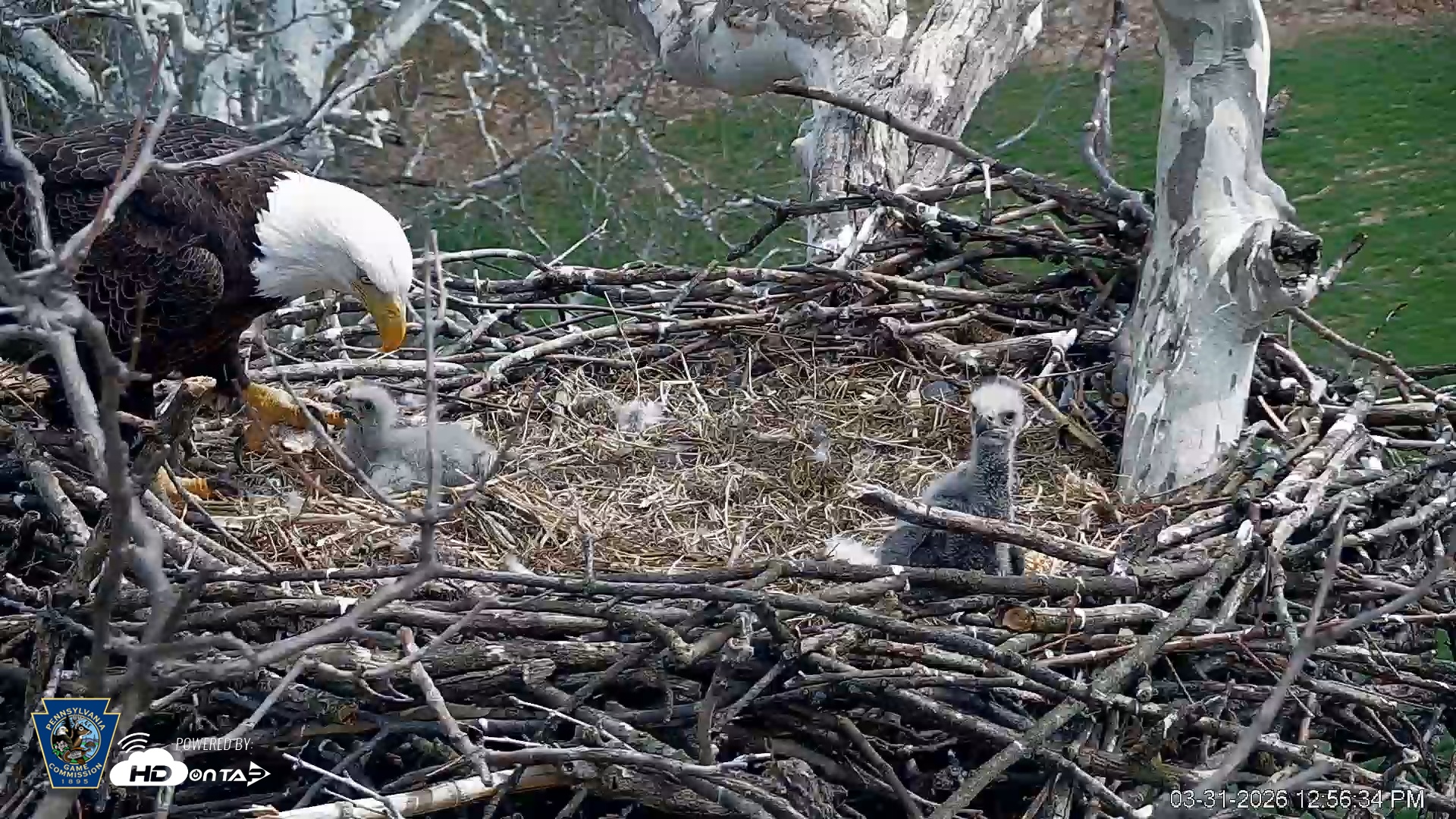 Snapshot of PA Farm Country Eagles Live Cams taken Mar 31, 2026, 12:57pm EDT