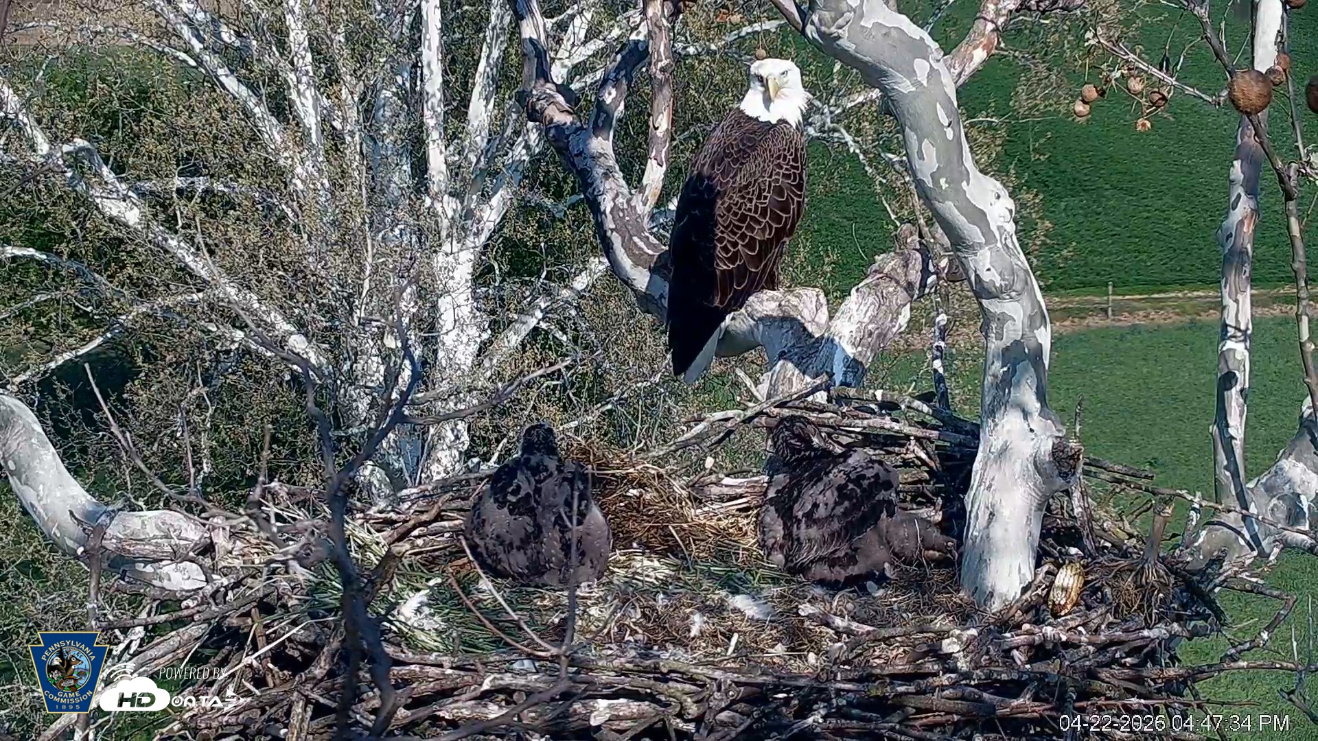 Snapshot of PA Farm Country Eagles Live Cams taken Apr 22, 2026, 4:48pm EDT