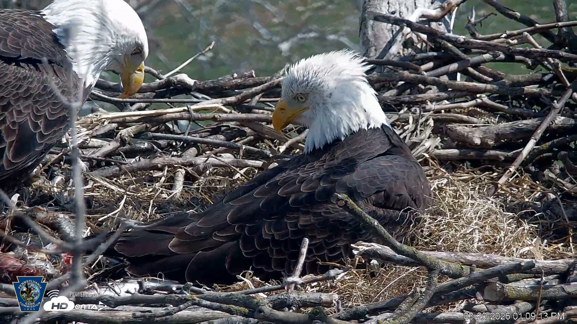 Snapshot of PA Farm Country Eagles Live Cams taken Mar 20, 2026, 1:10pm EDT