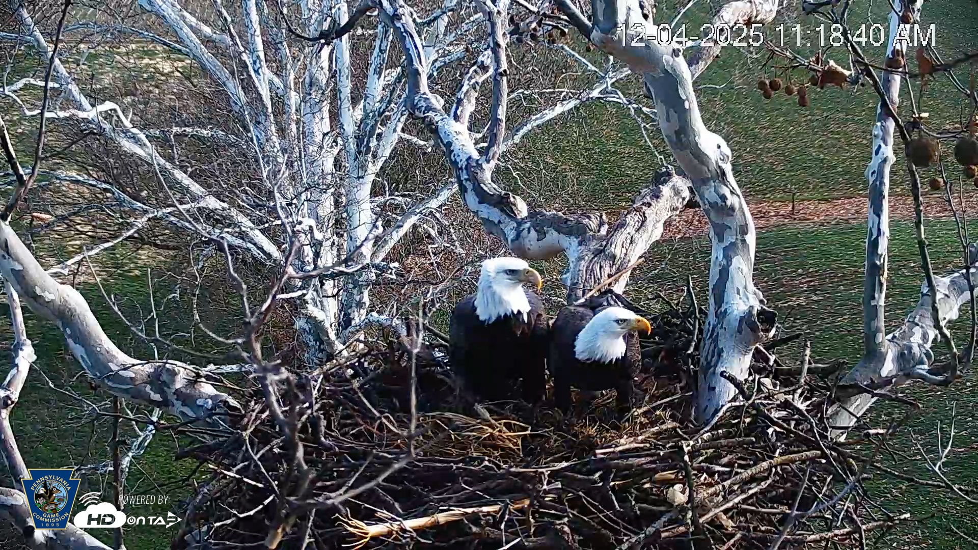Snapshot of PA Farm Country Eagles Live Cams taken Dec 4, 2025, 11:19am EST