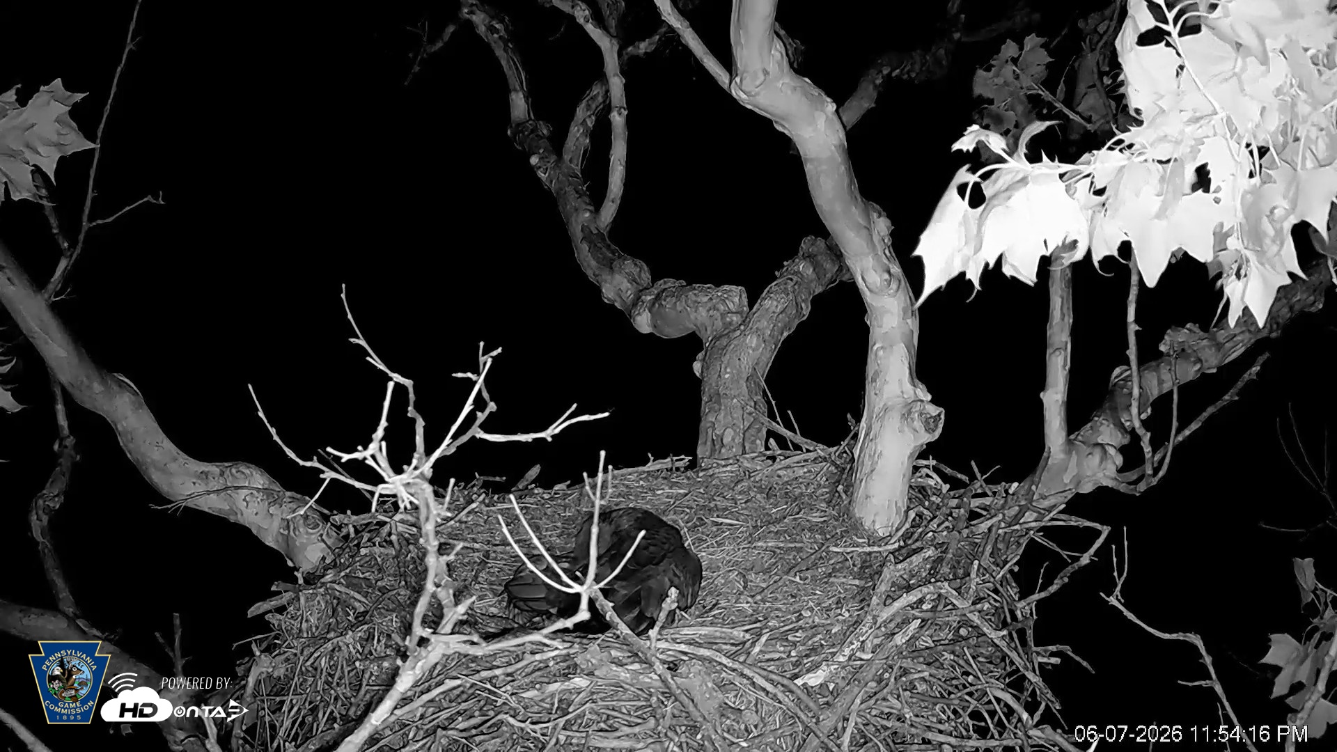 Snapshot of PA Farm Country Eagles Live Cams taken Jun 7, 2026, 11:55pm EDT