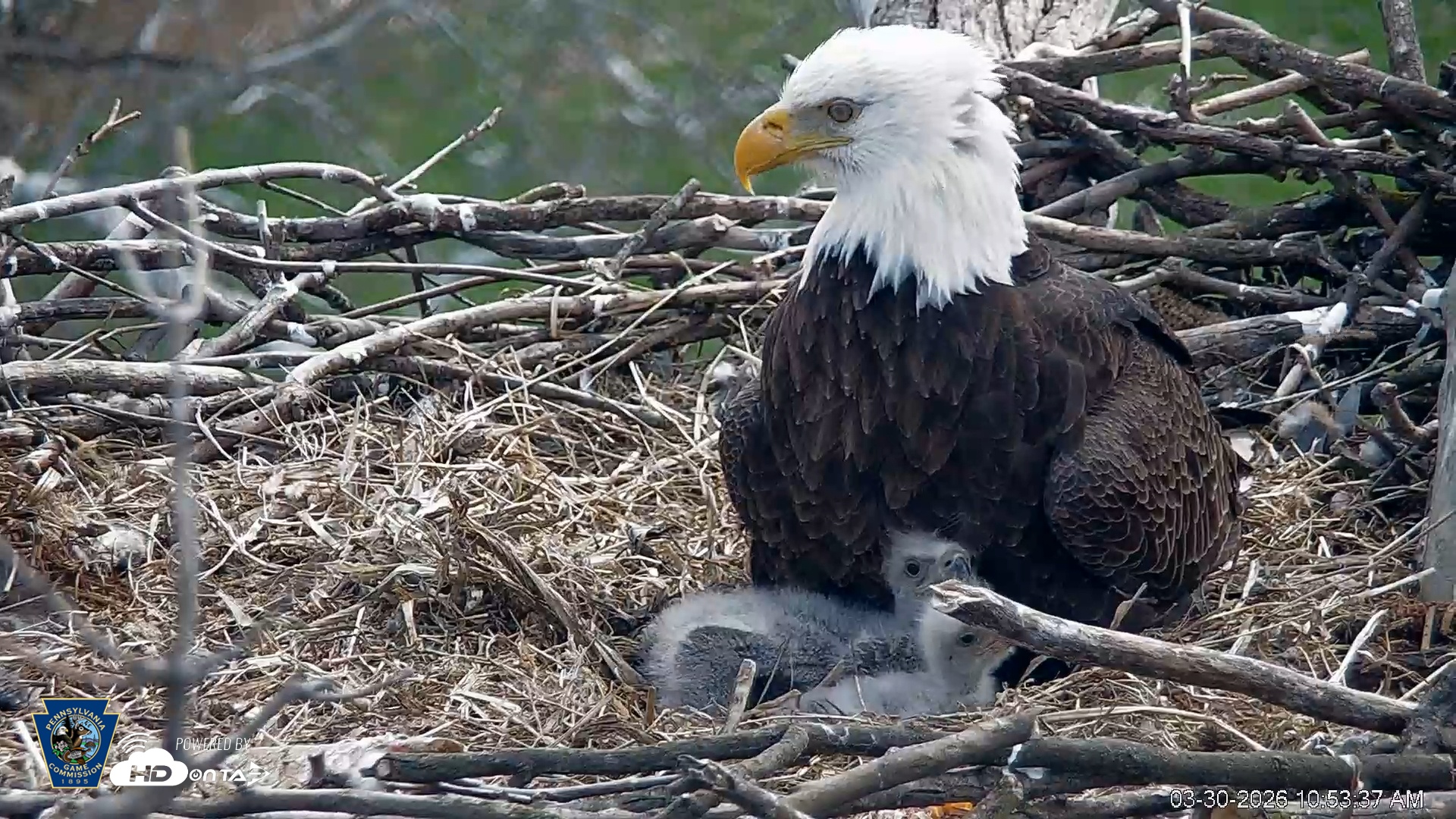 Snapshot of PA Farm Country Eagles Live Cams taken Mar 30, 2026, 10:54am EDT