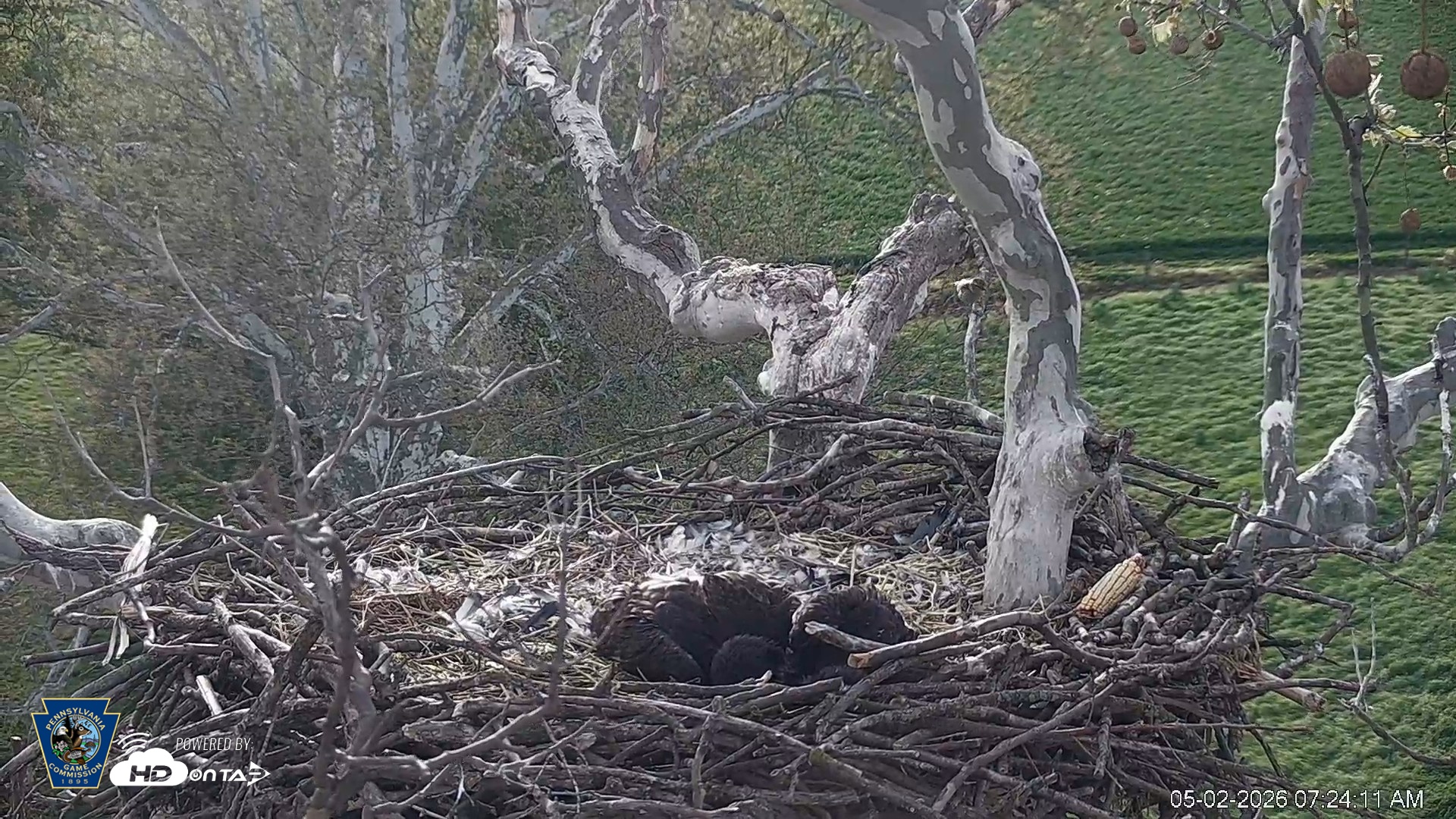 Snapshot of PA Farm Country Eagles Live Cams taken May 2, 2026, 7:27am EDT