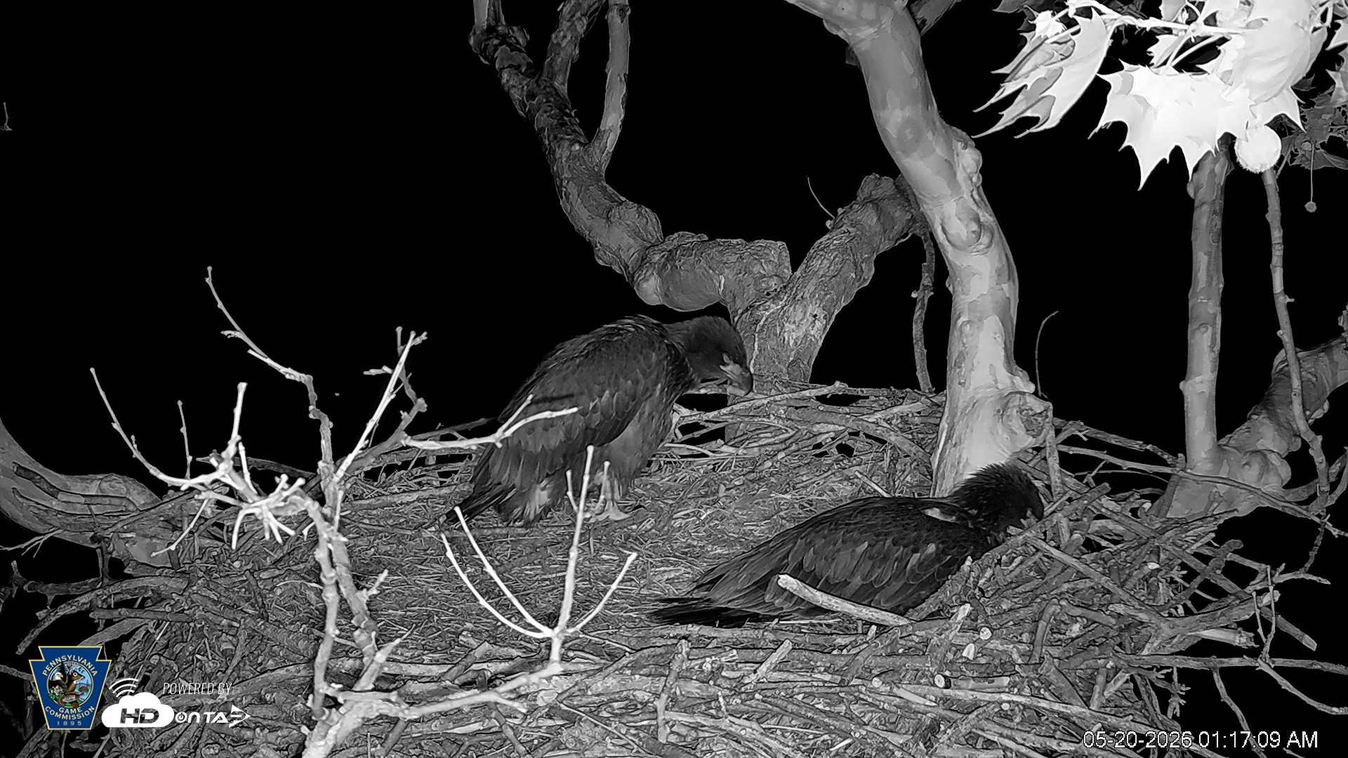 Snapshot of PA Farm Country Eagles Live Cams taken May 20, 2026, 1:18am EDT