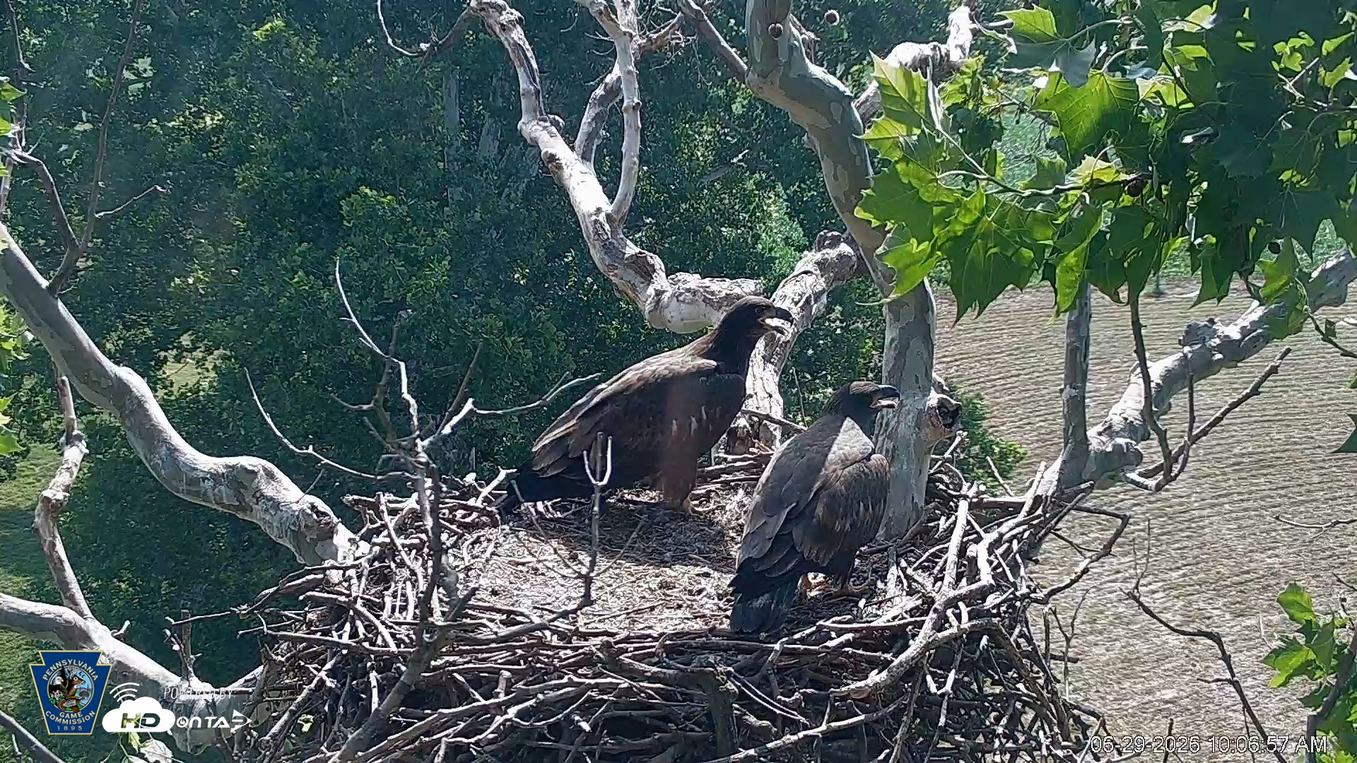Snapshot of PA Farm Country Eagles Live Cams taken Jun 29, 2026, 10:09am EDT