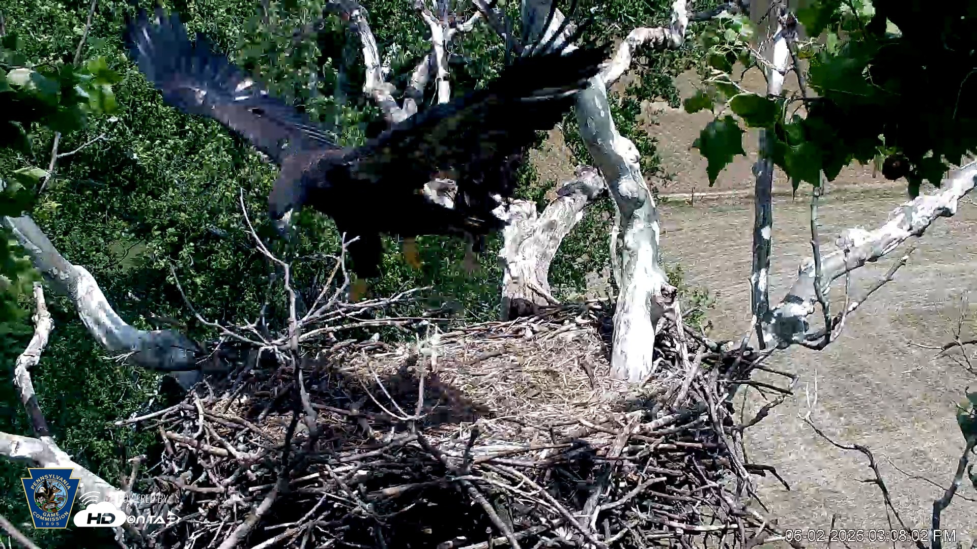 Snapshot of PA Farm Country Eagles Live Cams taken Jun 2, 2026, 3:08pm EDT