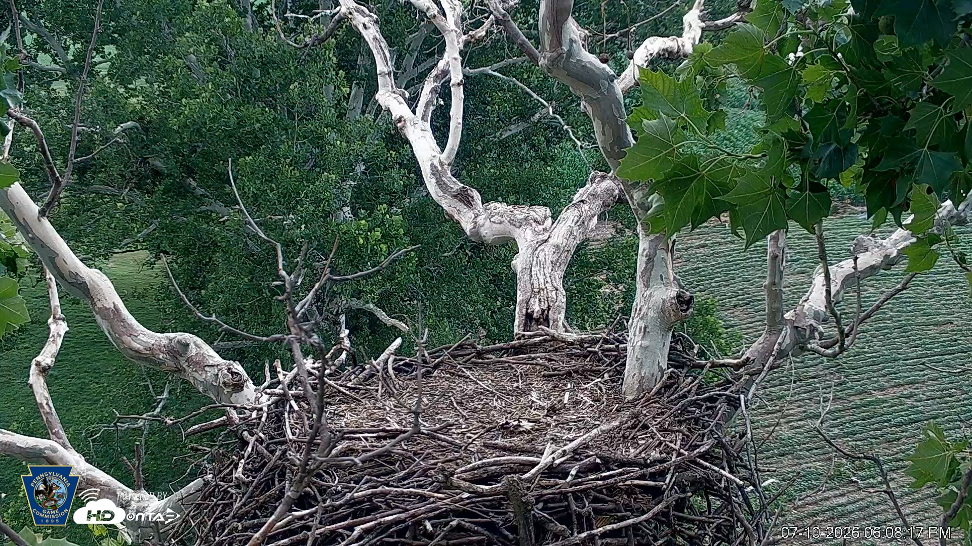 Snapshot of PA Farm Country Eagles Live Cams taken Jul 10, 2026, 6:09pm EDT