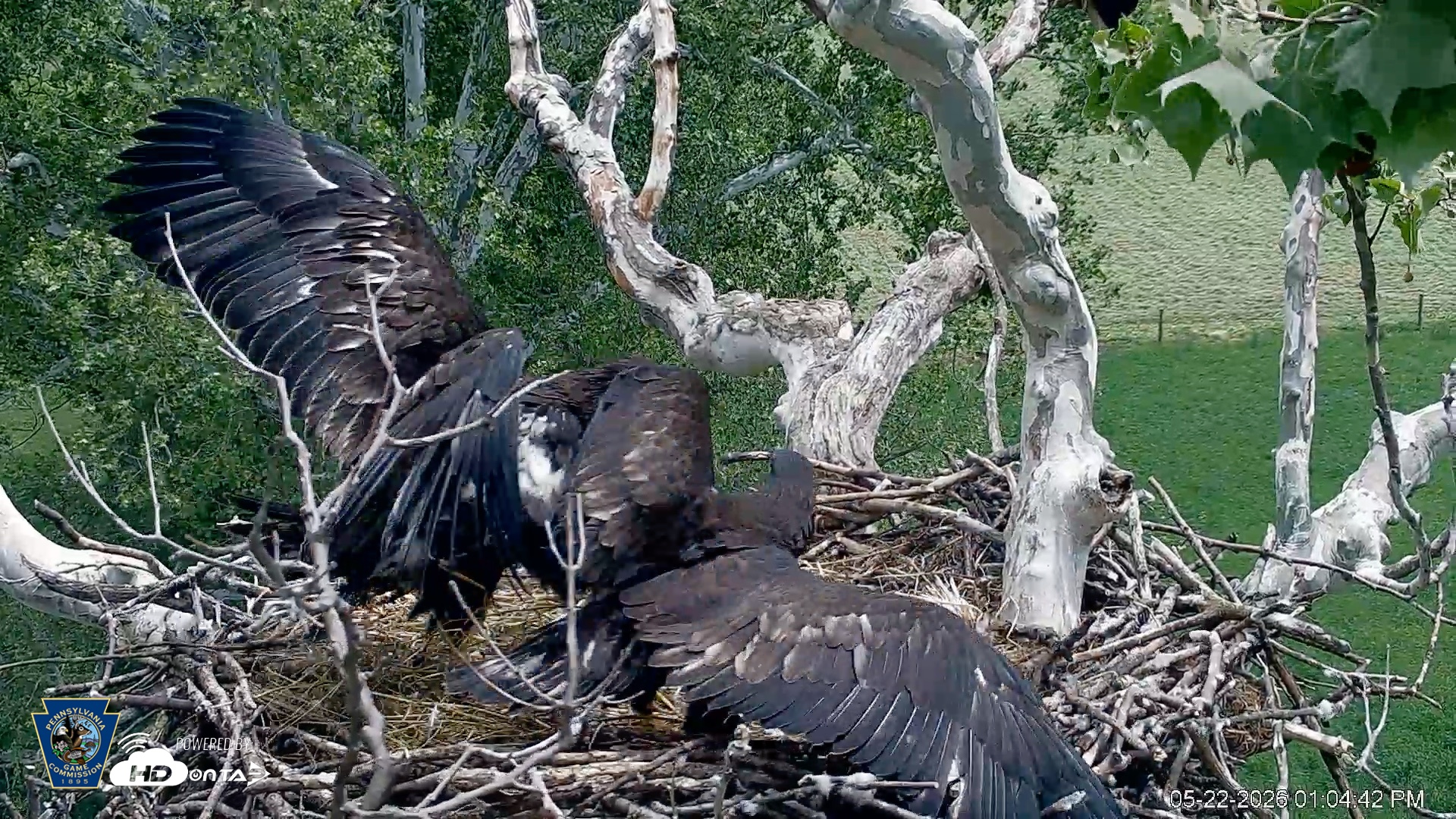 Snapshot of PA Farm Country Eagles Live Cams taken May 22, 2026, 1:06pm EDT