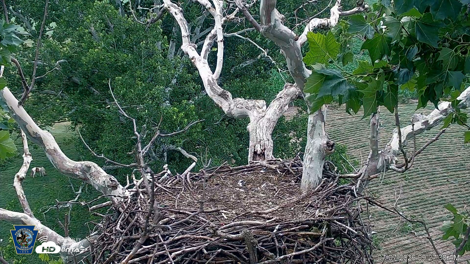Snapshot of PA Farm Country Eagles Live Cams taken Jul 7, 2026, 9:28am EDT