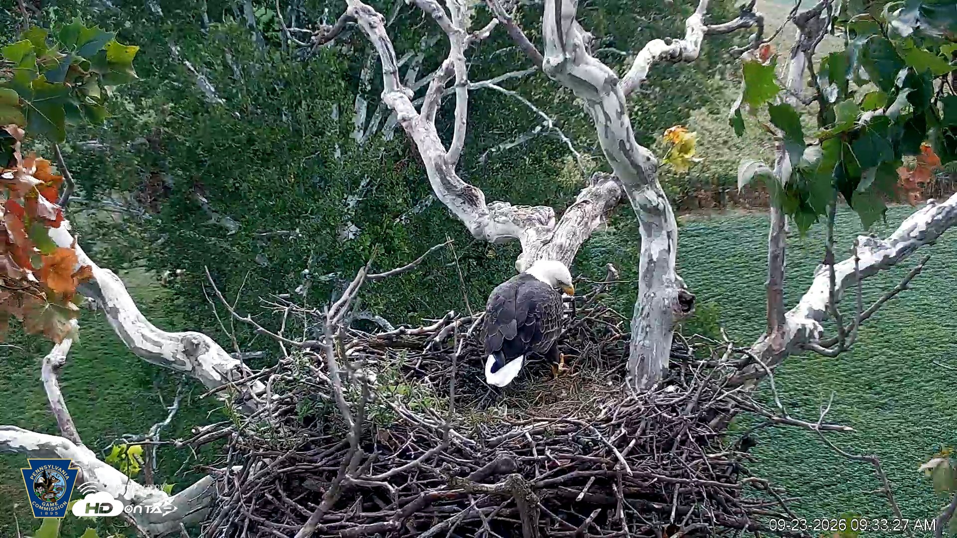 Snapshot of PA Farm Country Eagles Live Cams taken Sep 23, 2026, 9:34am EDT