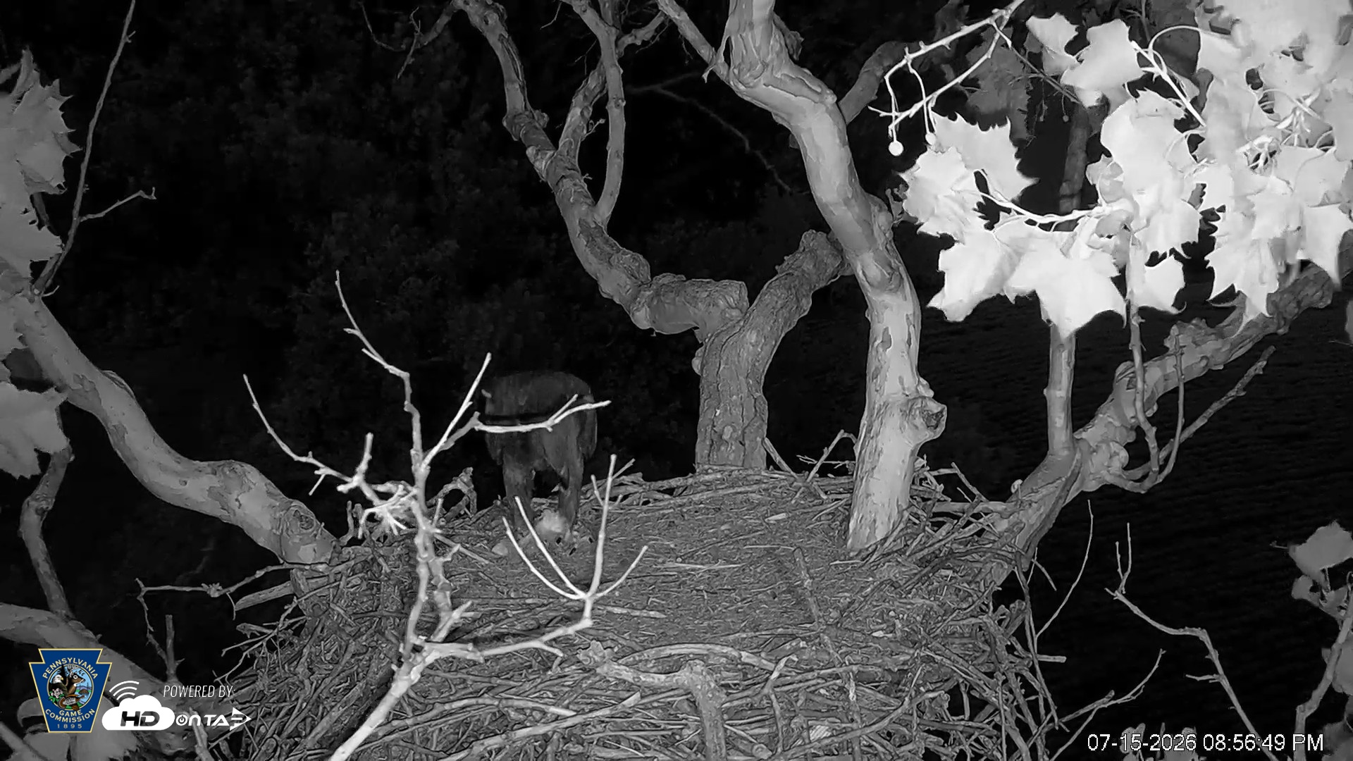 Snapshot of PA Farm Country Eagles Live Cams taken Jul 15, 2026, 8:57pm EDT