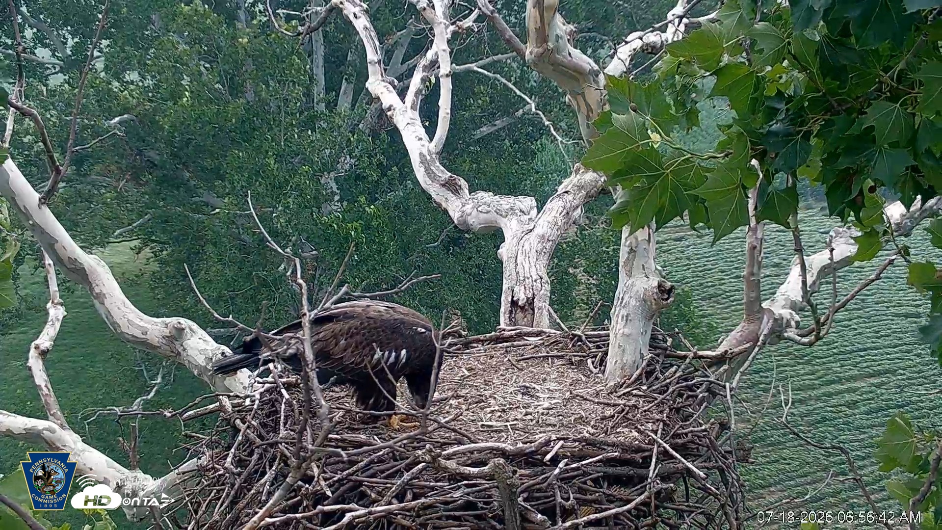 Snapshot of PA Farm Country Eagles Live Cams taken Jul 18, 2026, 6:57am EDT