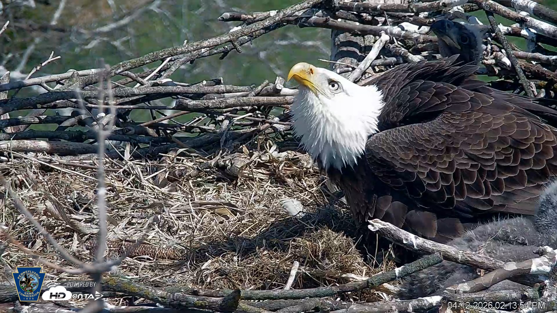 Snapshot of PA Farm Country Eagles Live Cams taken Apr 12, 2026, 2:14pm EDT