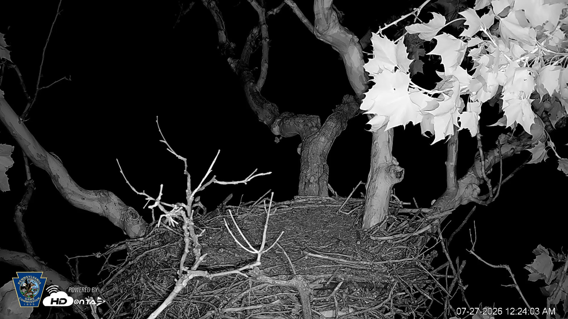 Snapshot of PA Farm Country Eagles Live Cams taken Jul 27, 2026, 12:25am EDT