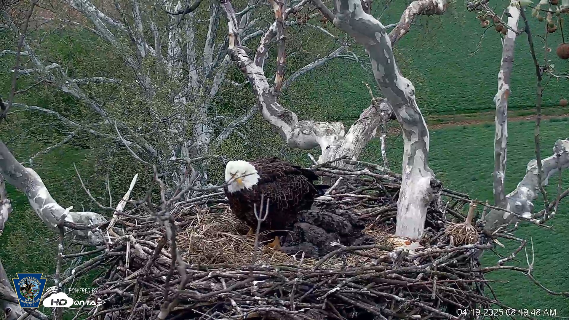 Snapshot of PA Farm Country Eagles Live Cams taken Apr 19, 2026, 8:20am EDT