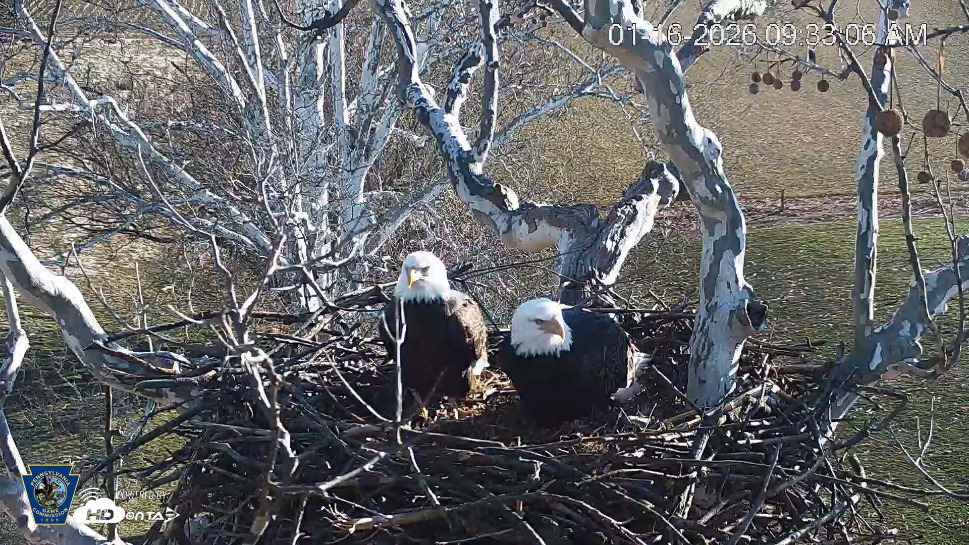 Snapshot of PA Farm Country Eagles Live Cams taken Jan 16, 2026, 9:33am EST