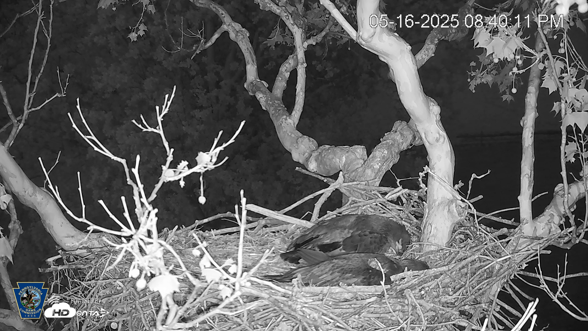 Snapshot of PA Farm Country Eagles Live Cams taken May 16, 2025, 8:40pm EDT