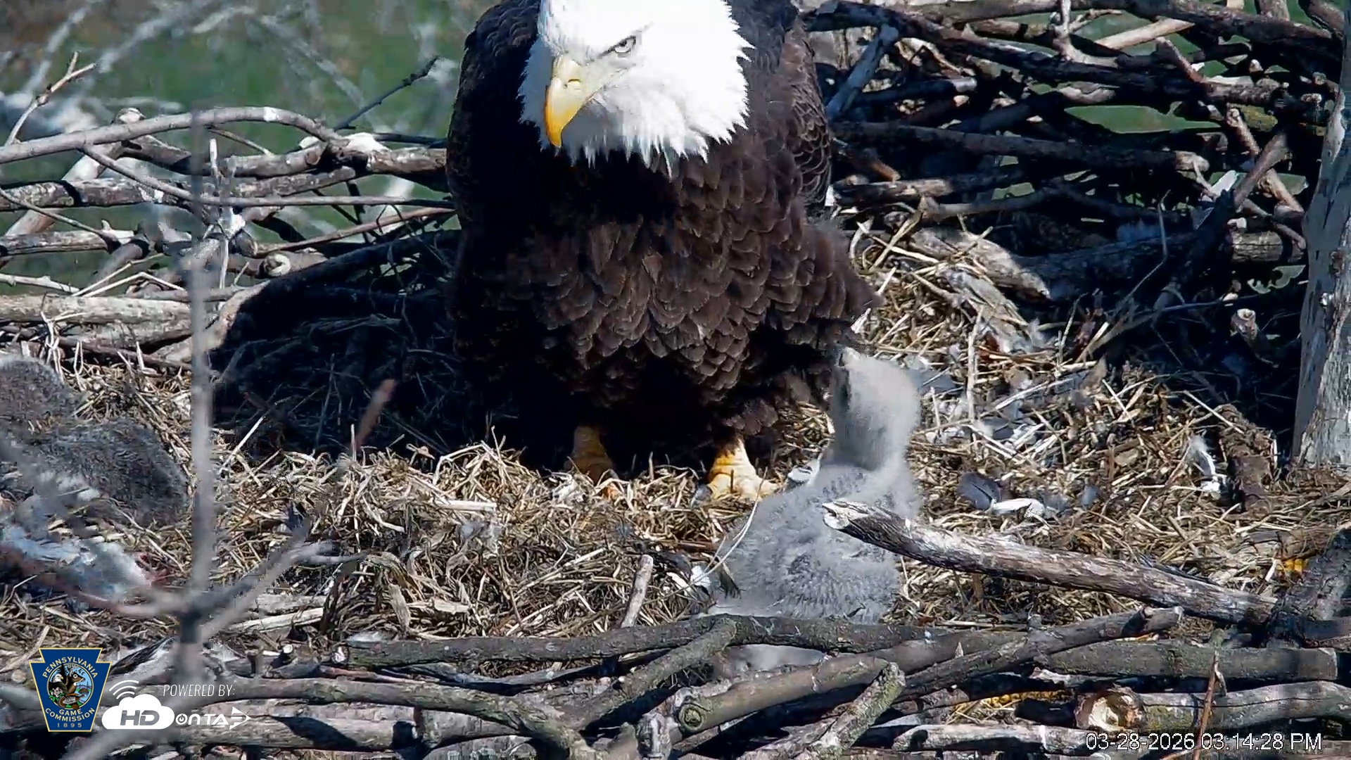 Snapshot of PA Farm Country Eagles Live Cams taken Mar 28, 2026, 3:15pm EDT