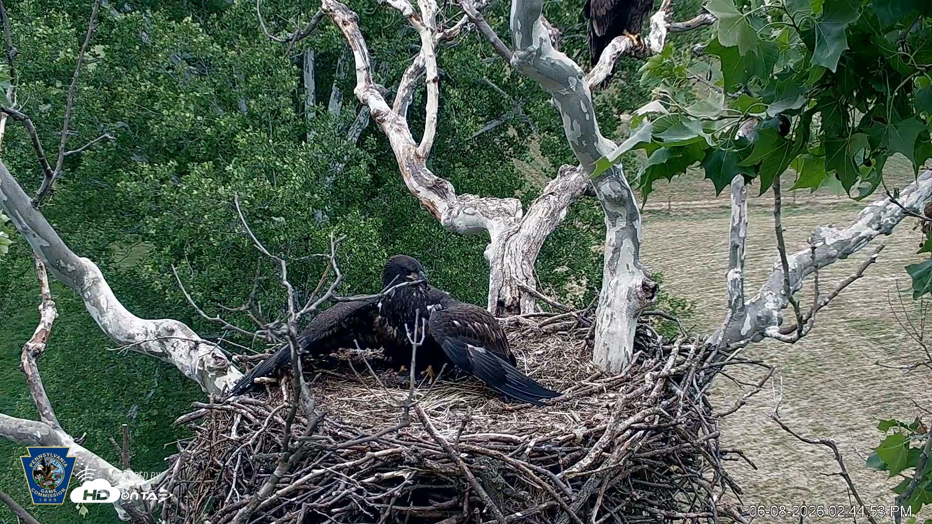 Snapshot of PA Farm Country Eagles Live Cams taken Jun 8, 2026, 2:45pm EDT