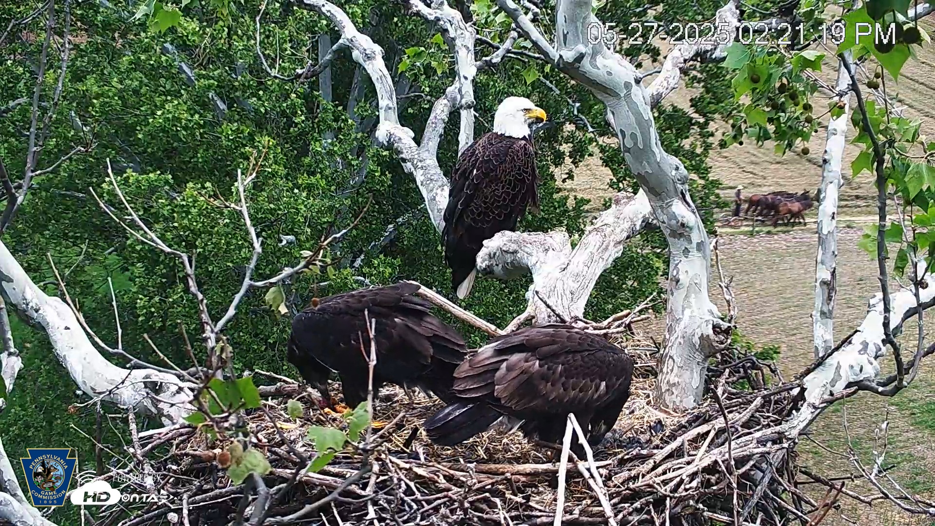 Snapshot of PA Farm Country Eagles Live Cams taken May 27, 2025, 2:21pm EDT