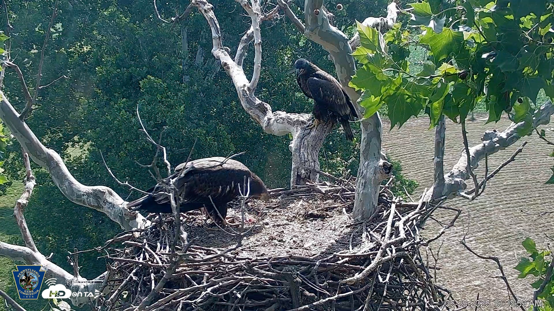 Snapshot of PA Farm Country Eagles Live Cams taken Jun 29, 2026, 10:04am EDT