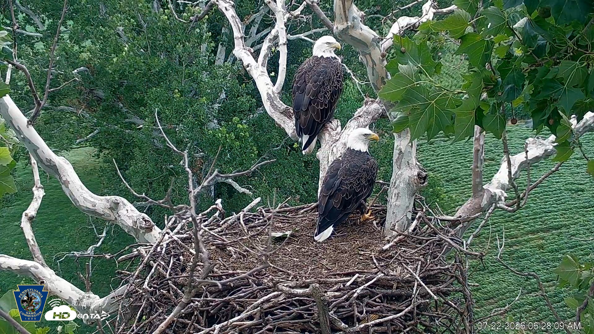 Snapshot of PA Farm Country Eagles Live Cams taken Jul 22, 2026, 6:28am EDT