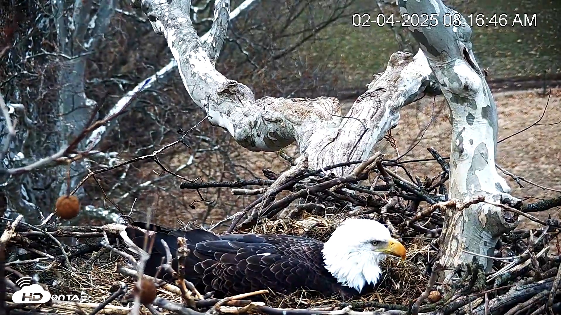 Snapshot of PA Farm Country Eagles Live Cams taken Feb 4, 2025, 8:17am EST