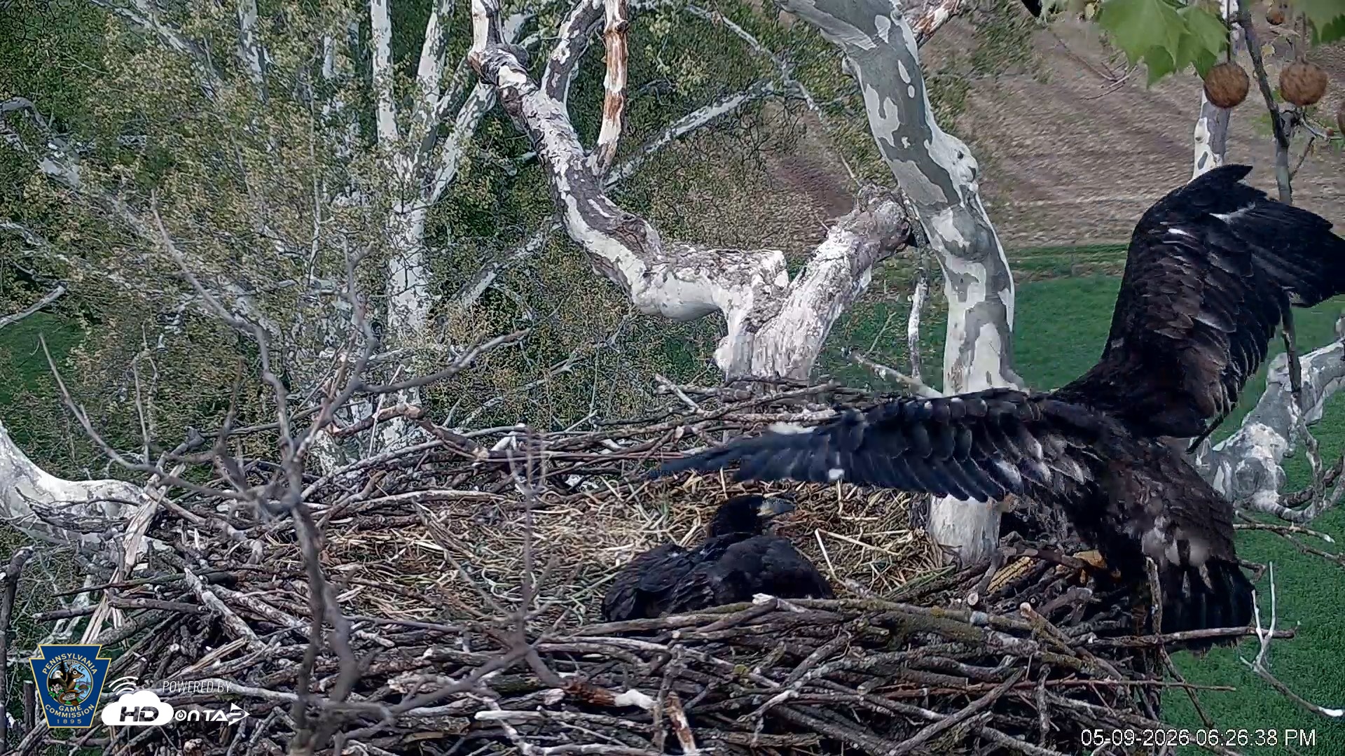 Snapshot of PA Farm Country Eagles Live Cams taken May 9, 2026, 6:27pm EDT