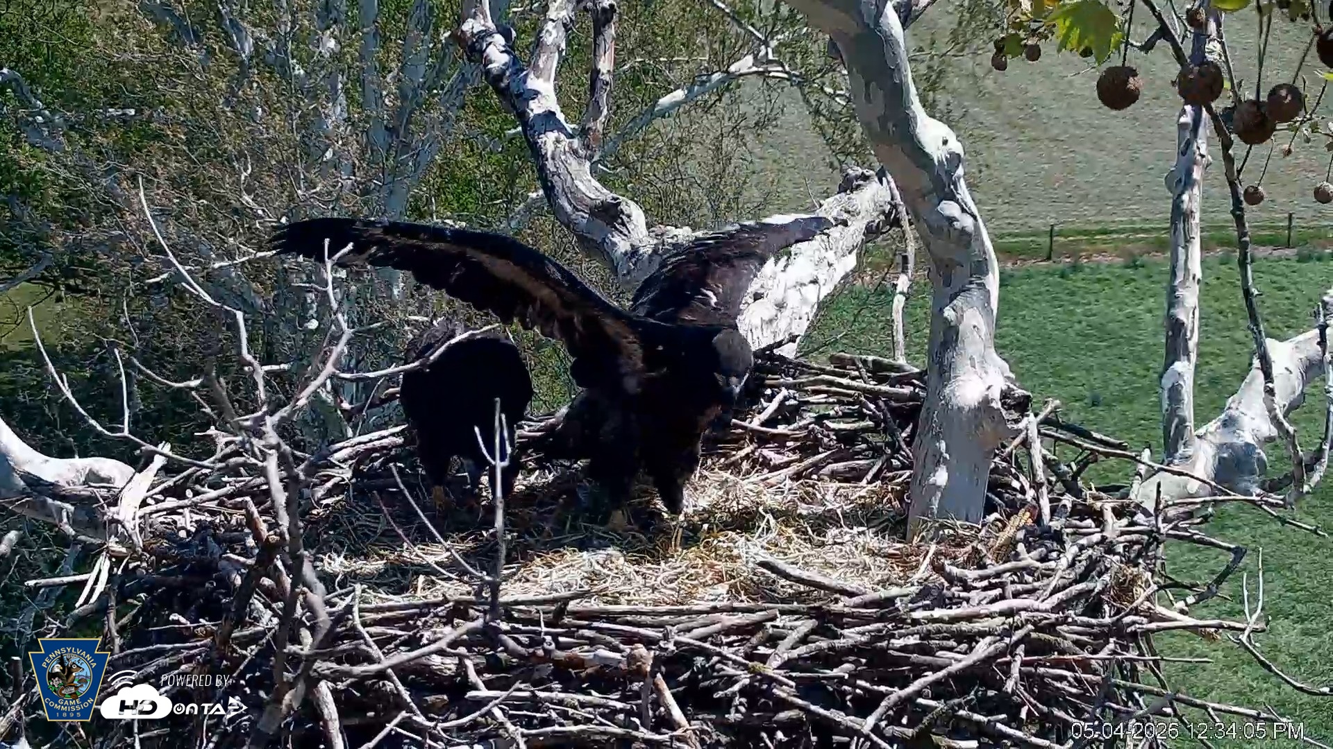 Snapshot of PA Farm Country Eagles Live Cams taken May 4, 2026, 12:34pm EDT