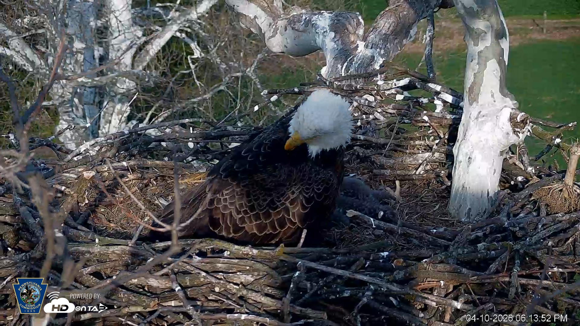 Snapshot of PA Farm Country Eagles Live Cams taken Apr 10, 2026, 6:15pm EDT