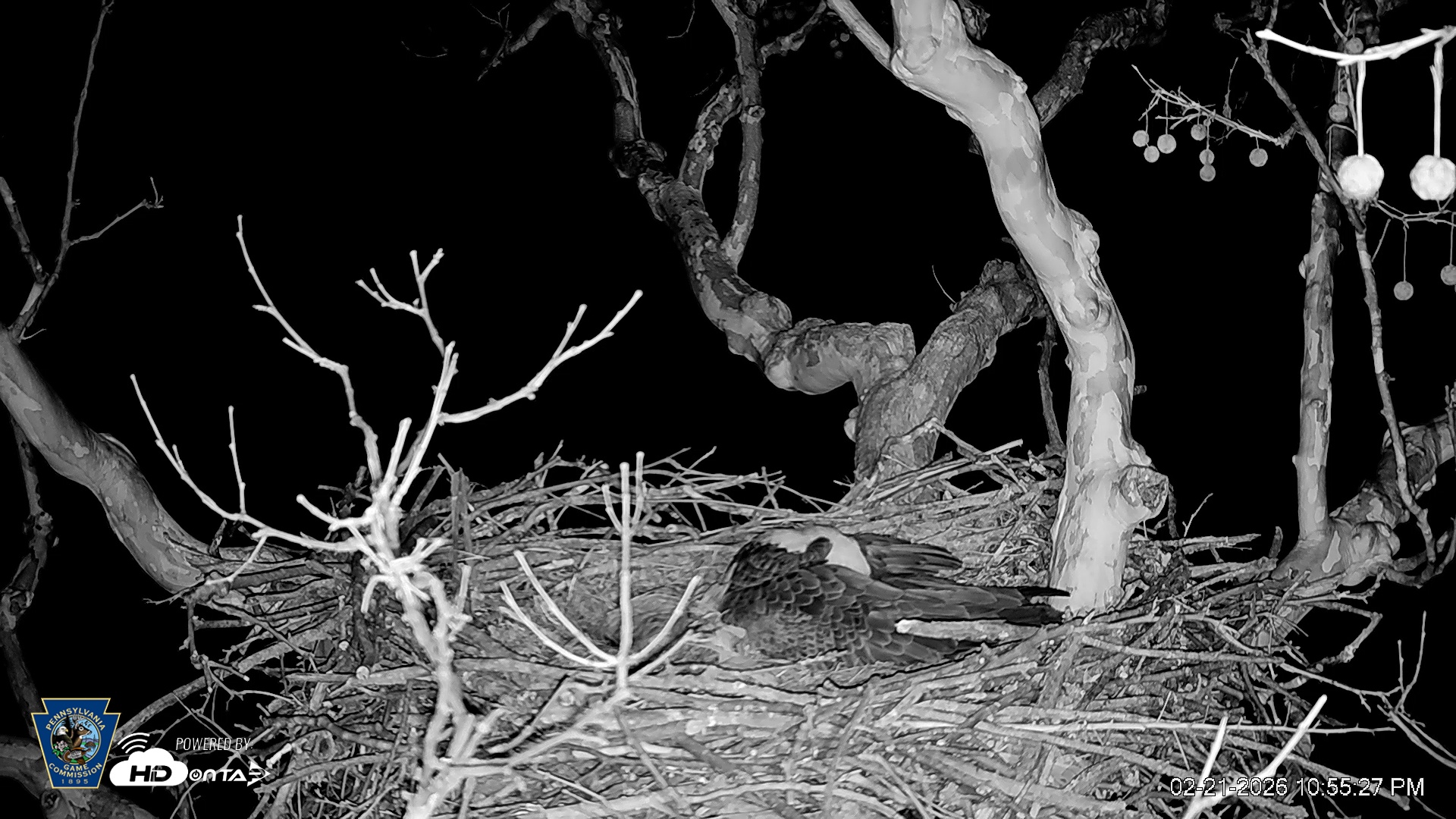 Snapshot of PA Farm Country Eagles Live Cams taken Feb 21, 2026, 10:56pm EST