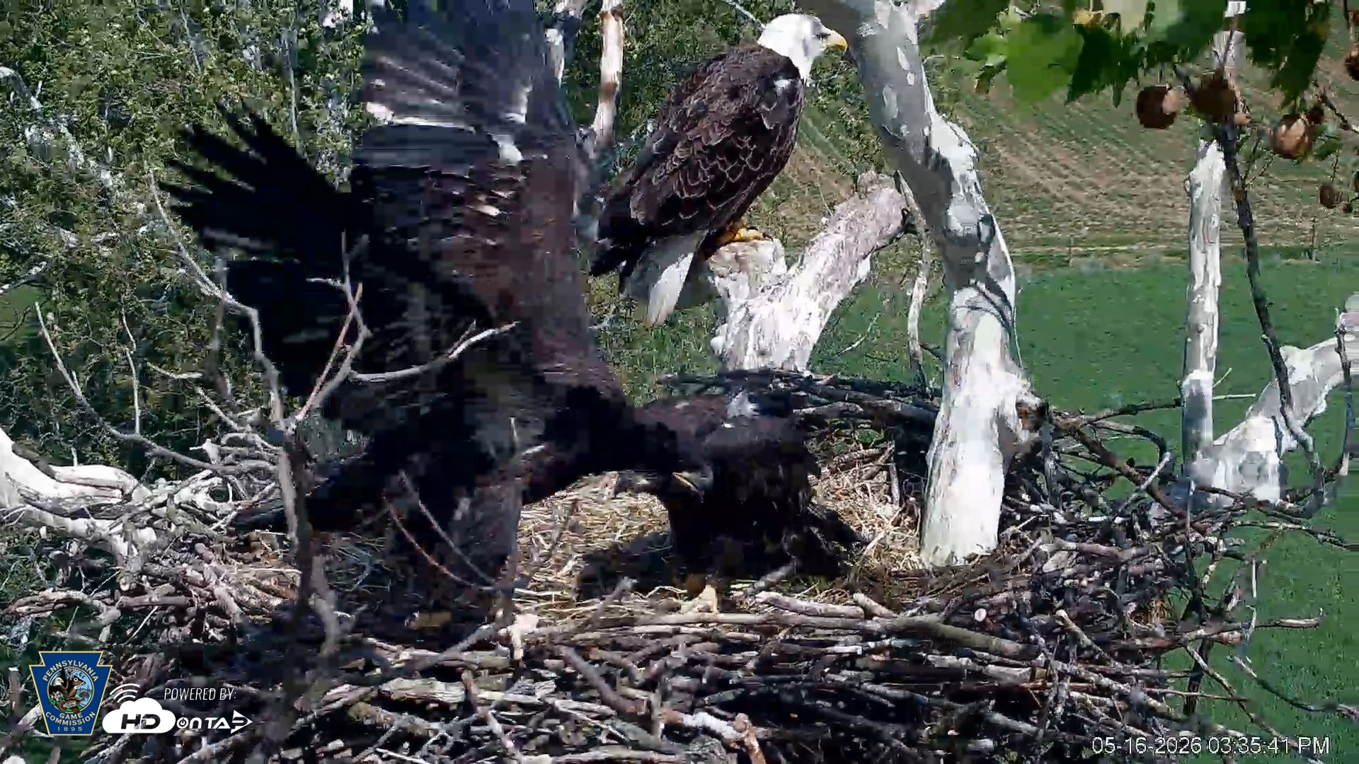 Snapshot of PA Farm Country Eagles Live Cams taken May 16, 2026, 3:36pm EDT
