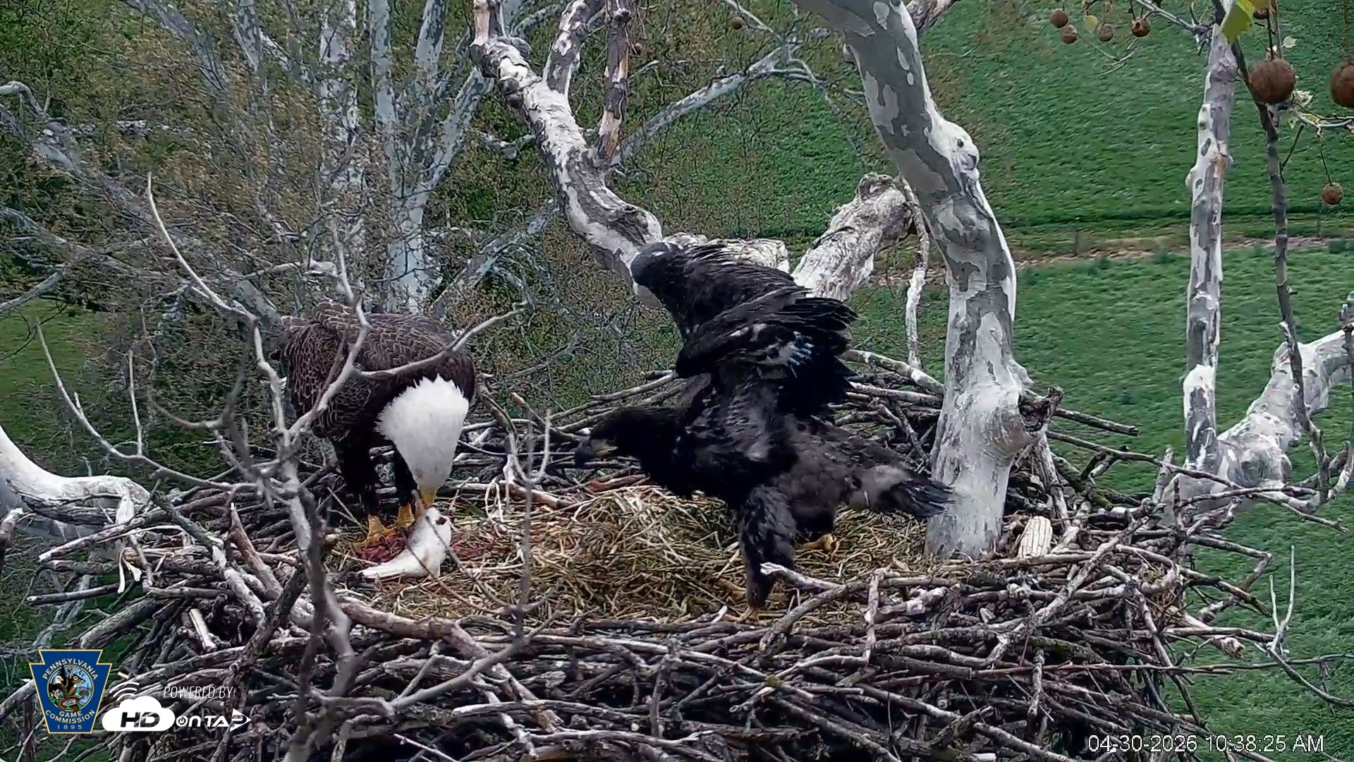 Snapshot of PA Farm Country Eagles Live Cams taken Apr 30, 2026, 10:39am EDT