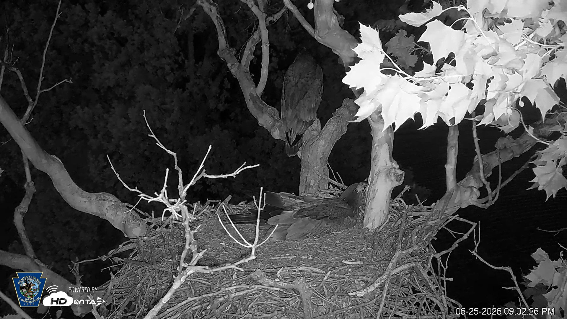 Snapshot of PA Farm Country Eagles Live Cams taken Jun 25, 2026, 9:03pm EDT
