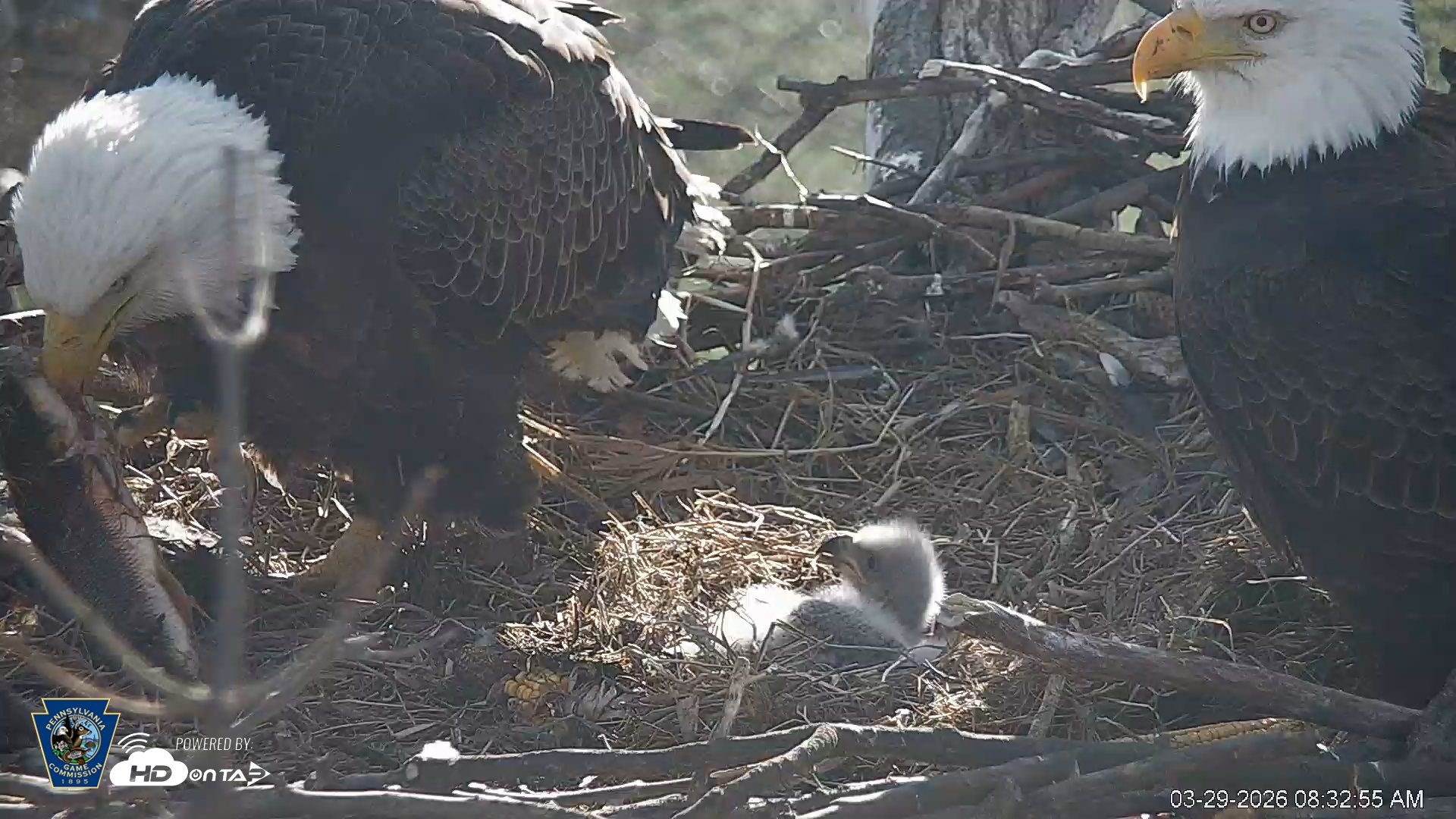 Snapshot of PA Farm Country Eagles Live Cams taken Mar 29, 2026, 8:33am EDT