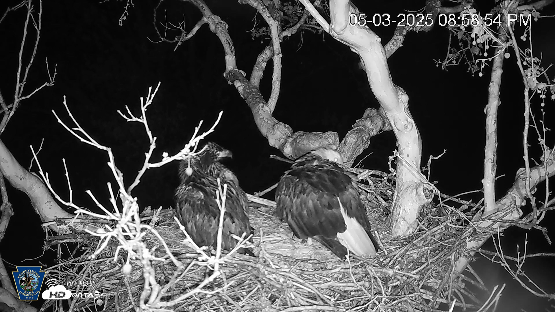 Snapshot of PA Farm Country Eagles Live Cams taken May 3, 2025, 8:59pm EDT