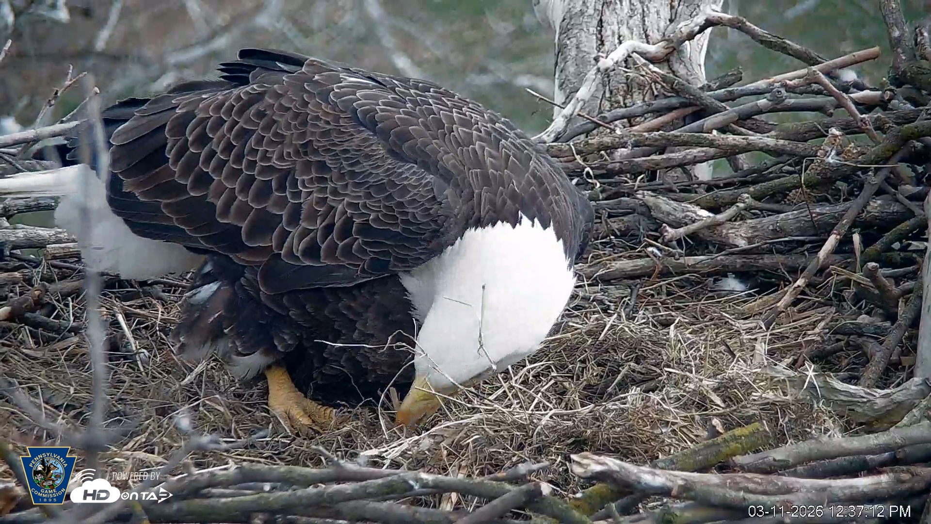Snapshot of PA Farm Country Eagles Live Cams taken Mar 11, 2026, 12:37pm EDT