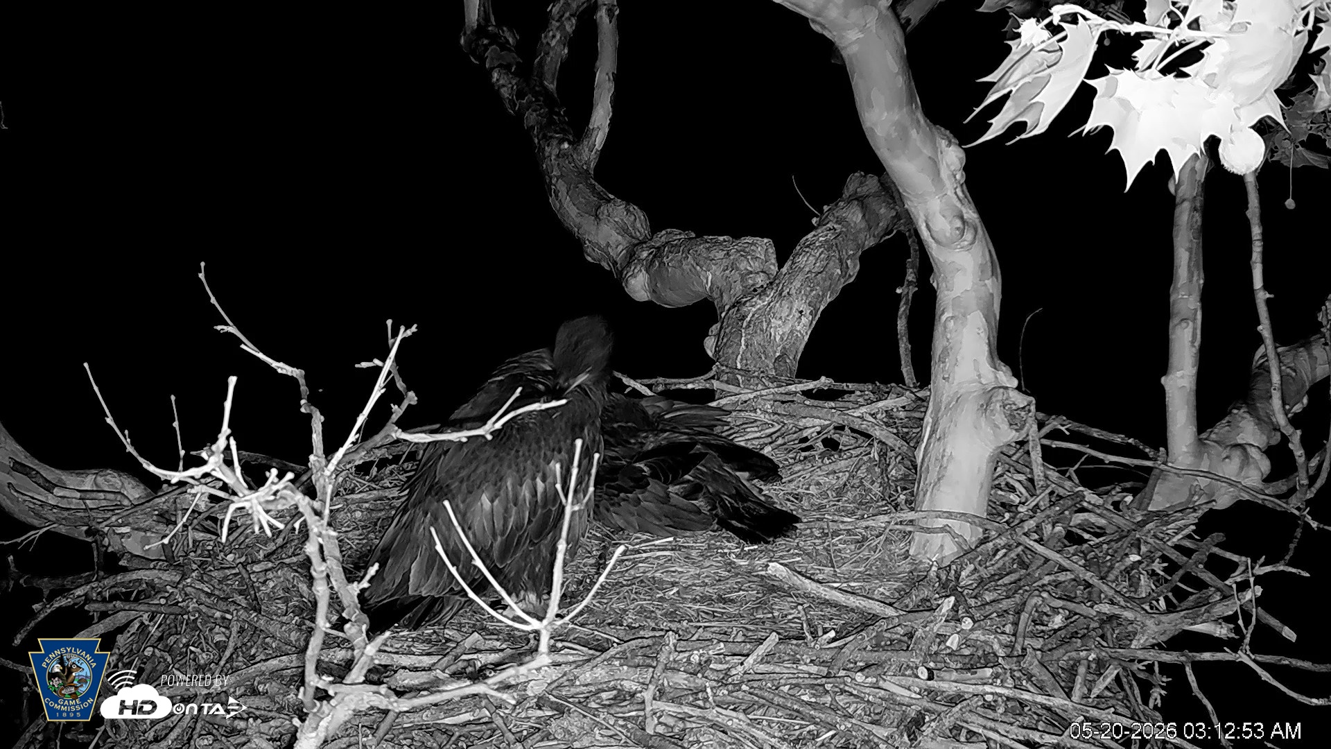 Snapshot of PA Farm Country Eagles Live Cams taken May 20, 2026, 3:14am EDT