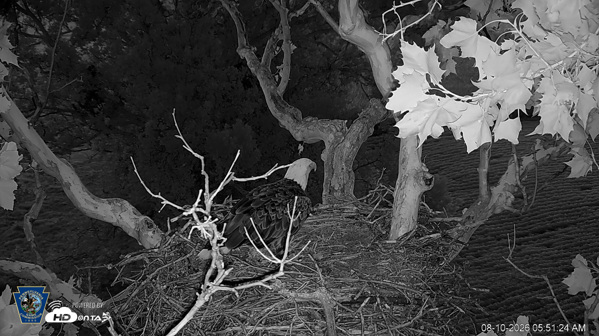 Snapshot of PA Farm Country Eagles Live Cams taken Aug 10, 2026, 5:52am EDT