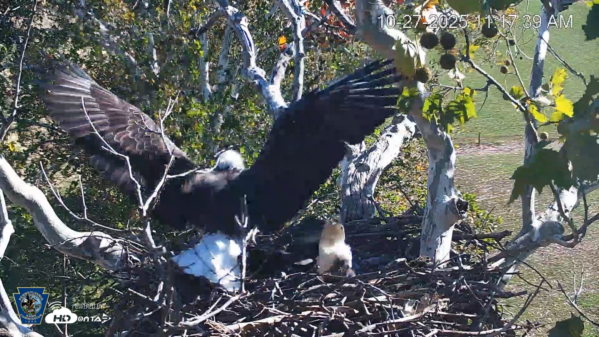 Snapshot of PA Farm Country Eagles Live Cams taken Oct 27, 2025, 11:18am EDT