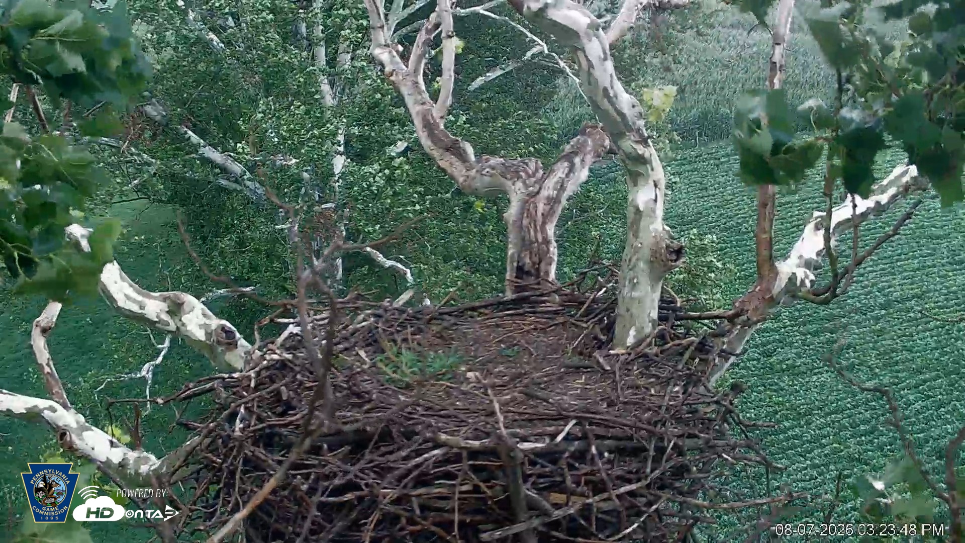 Snapshot of PA Farm Country Eagles Live Cams taken Aug 7, 2026, 3:24pm EDT